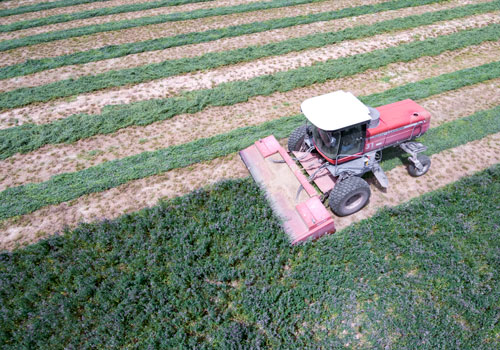 Alfalfa cutting