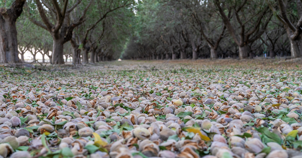 Who Is Using Farm Management Services in California? AgNote