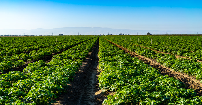 Potato Field Managed by Farm Management Company