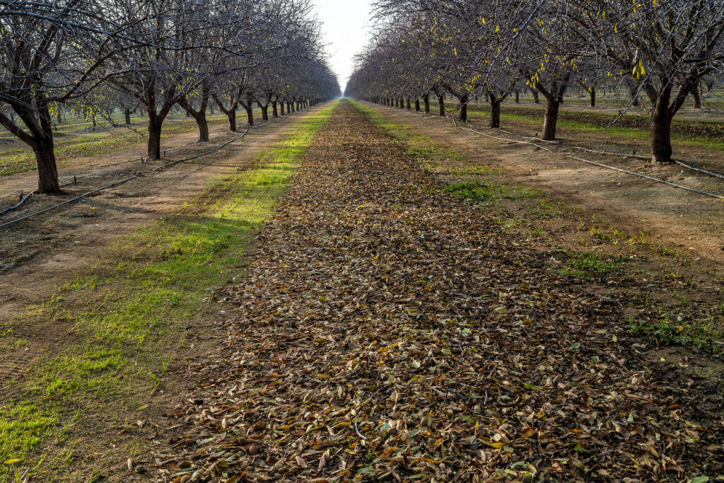 Almond orchard after mummy shaking