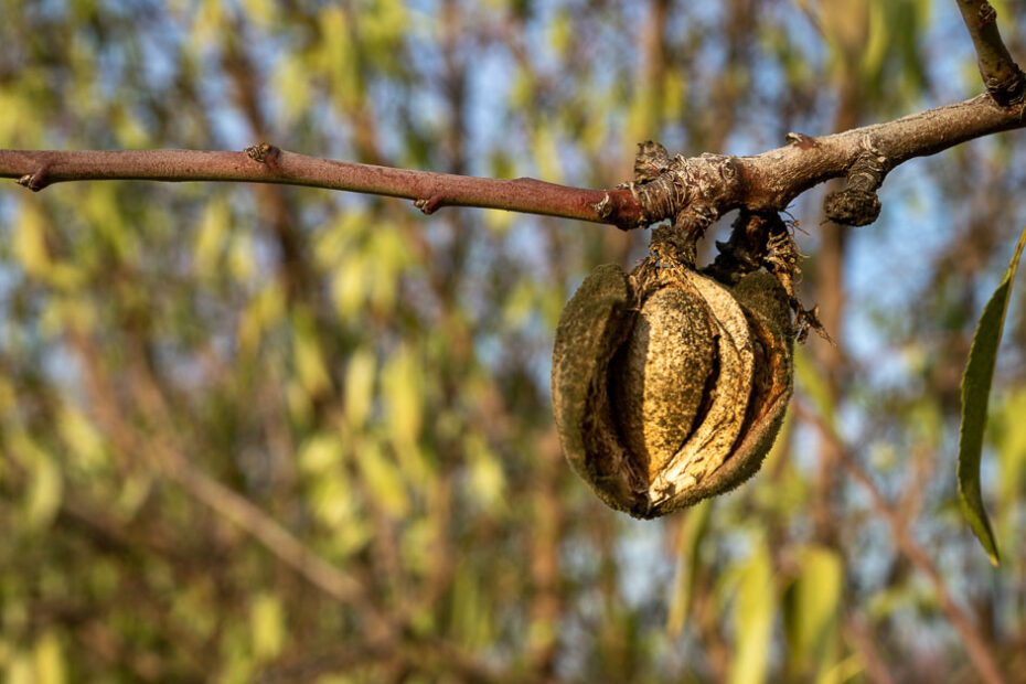 Almond mummy nut in the tree