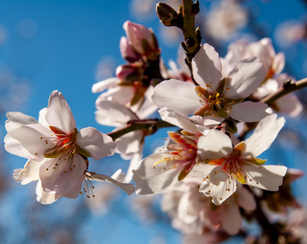 Permanent crop almond bloom