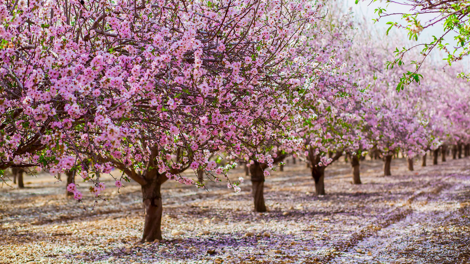 Need Easy to Use Farm Record Keeping Software? AgNote