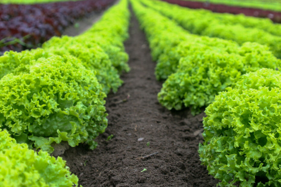 Helper for growing lettuce crops