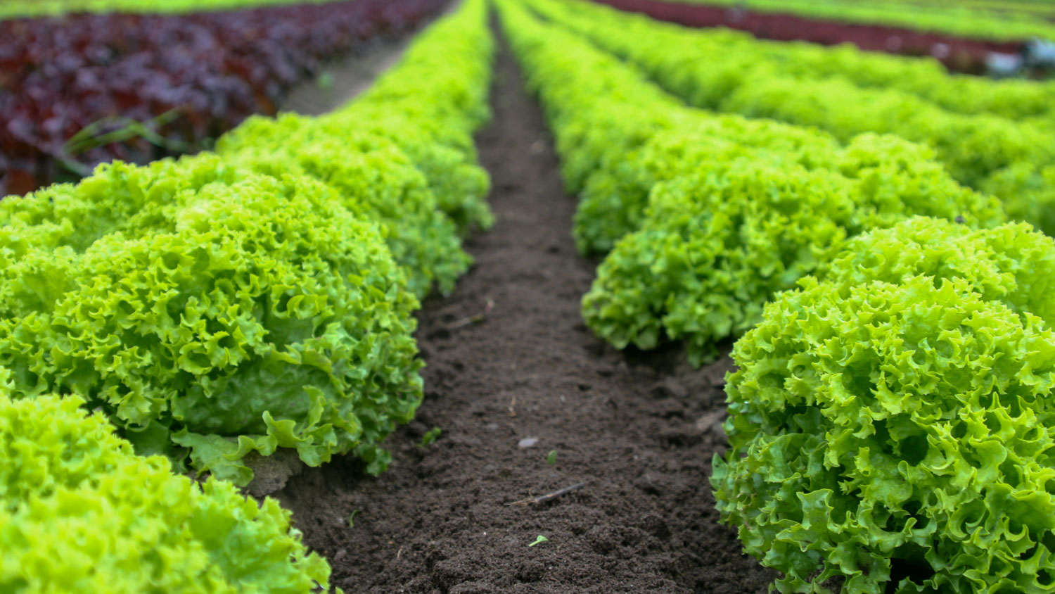 Need Better Data Tracking When Growing Lettuce? AgNote