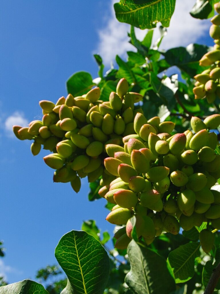 Permanent crop pistachio orchard