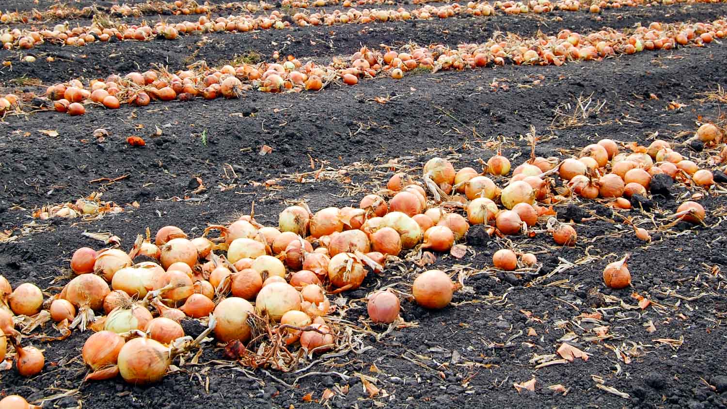 Ten Interesting Fun Facts About Onions AgNote home-urban-farming-subject-guides-at-singapore-institute-of-technology
