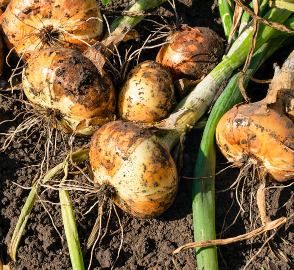 Pulled onions on farm field