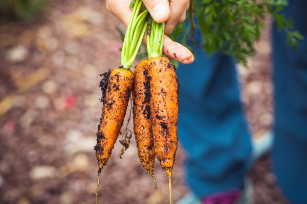 Organic farming in AgNote