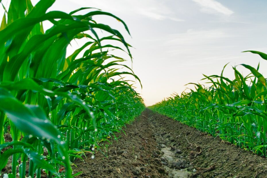 Featured image for silage corn post