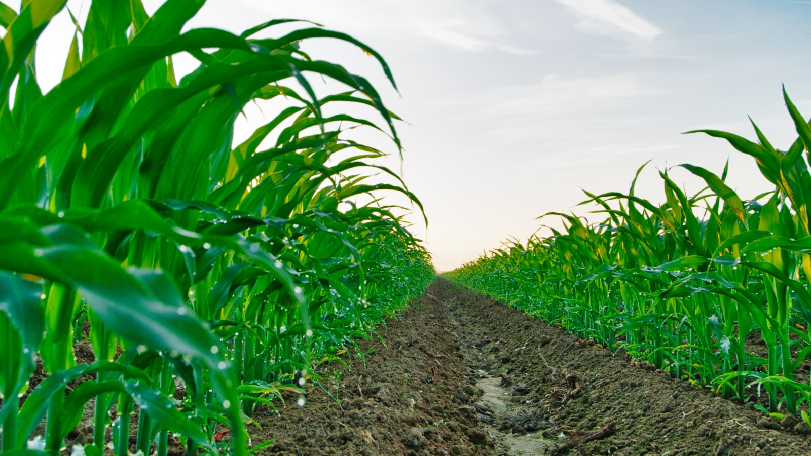 here-are-five-interesting-bits-about-silage-corn-agnote