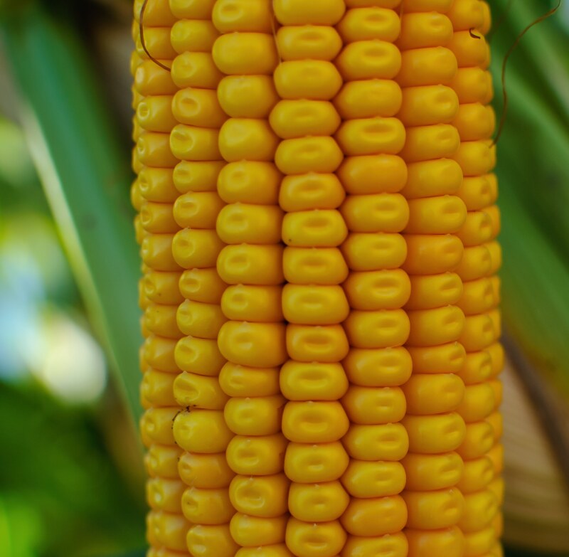 Silage corn cub dent stage