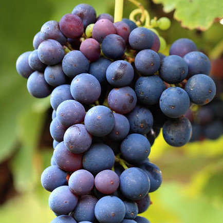 Black Corinth Grape Variety in Ellipsoidal Shape