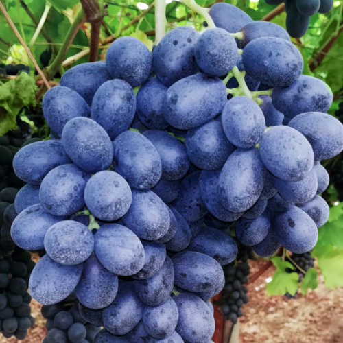 Autumn Royal grape in Obovoid Shape