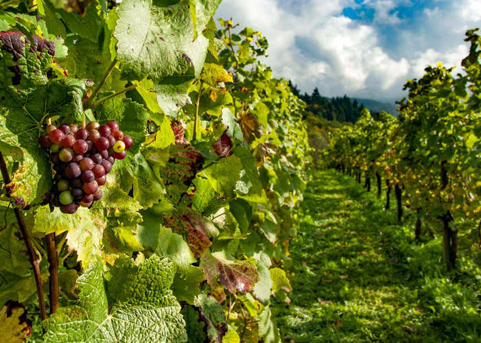 Farming practices to improve brix in grapes