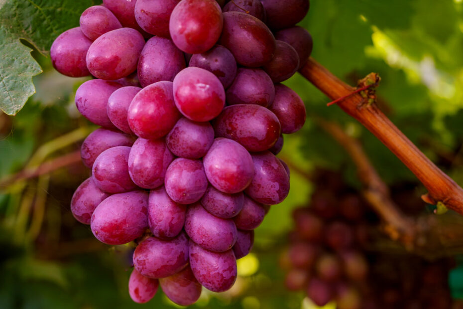 Brix in Grapes and Why it Matters