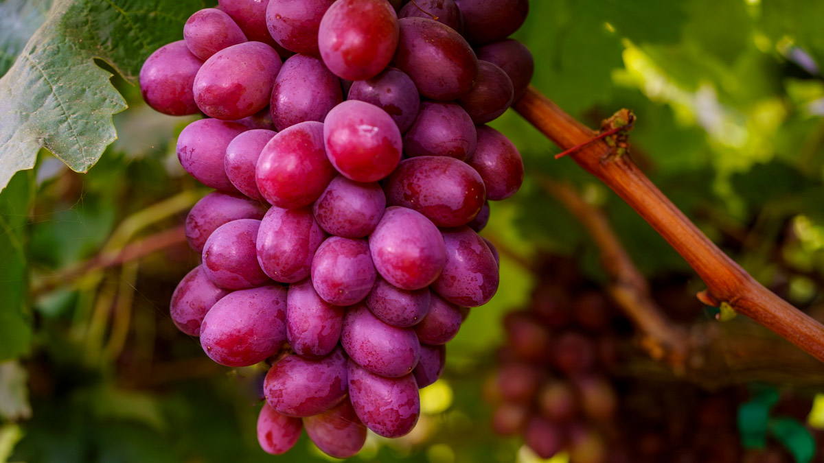 How To Measure Brix in Grapes and Why It Matters AgNote