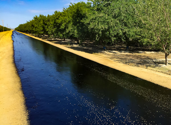 Applied oil around almond orchard for dust control