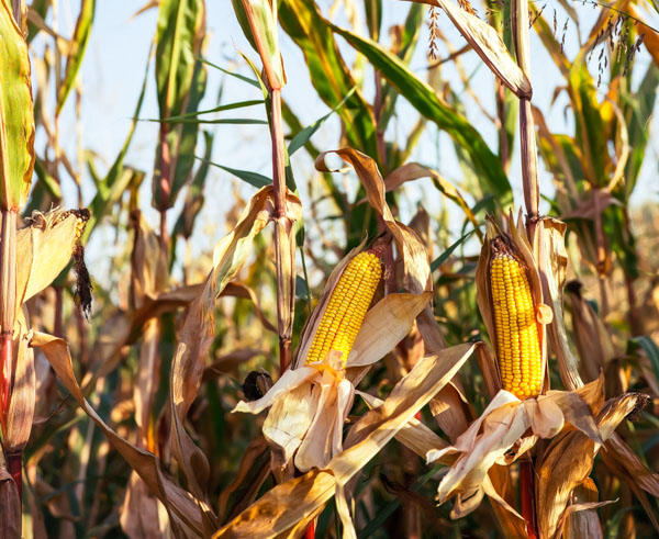 Starch in corn silage may increase if harvested late
