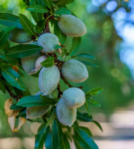 Permanent crop almond management