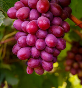Permanent crop grape management