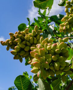 Permanent crop pistachio management