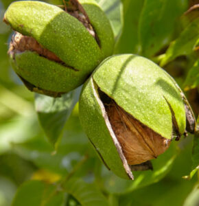Permanent crop management for walnuts