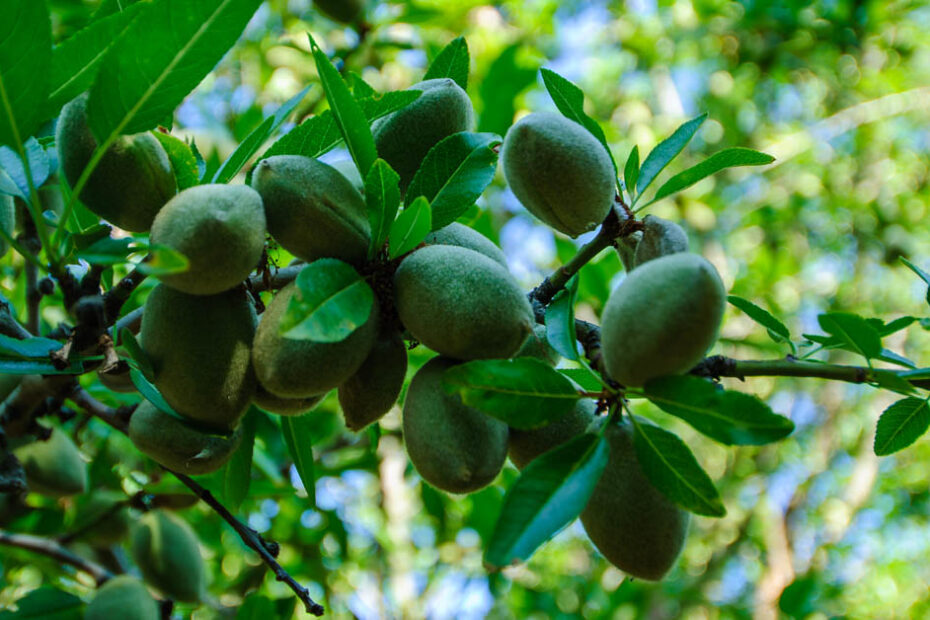 Almond orchard management software featured image