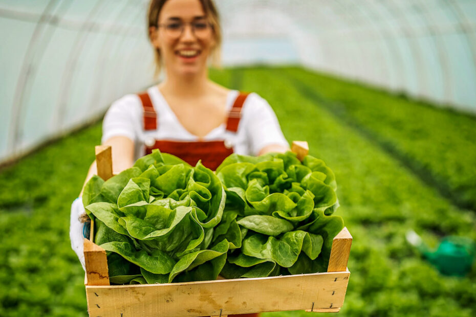 Food safety on the farm lettuce