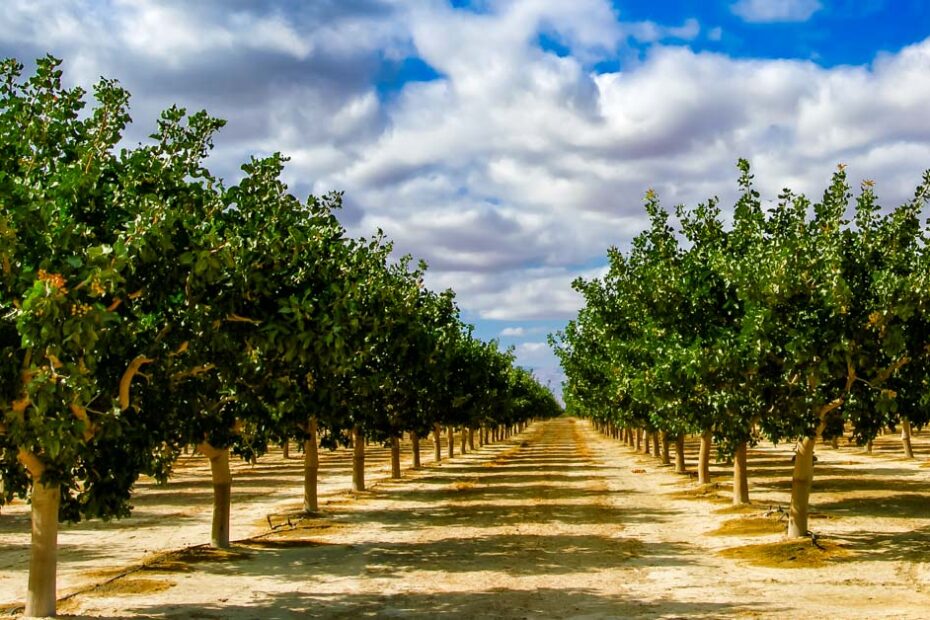 Pistachio orchard management software