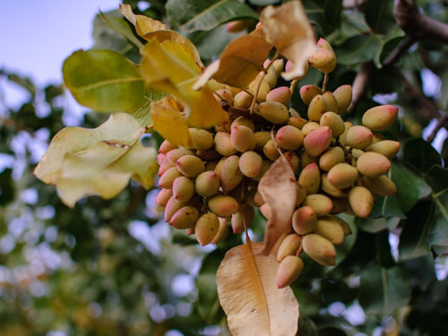 Pistachio clump near harvest