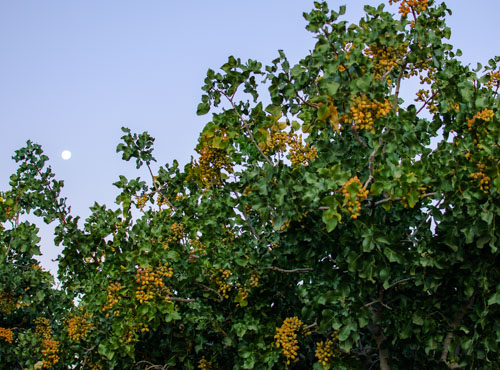 Pistachio orchard early in the morning