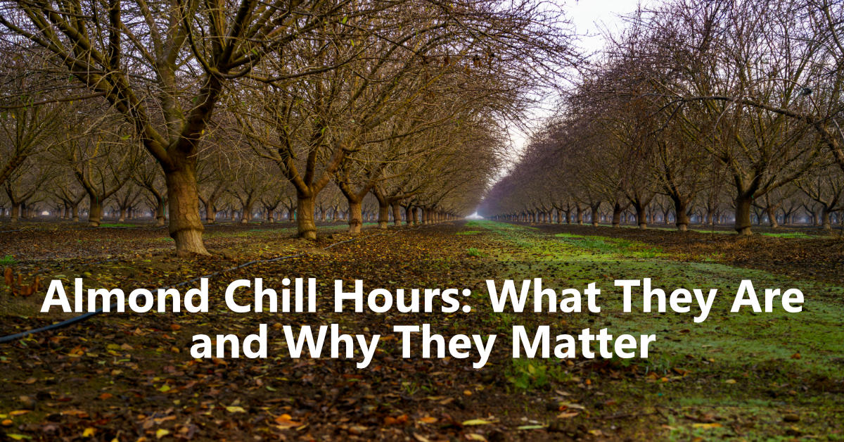 Almond Chill Hours What They Are and Why They Matter AgNote