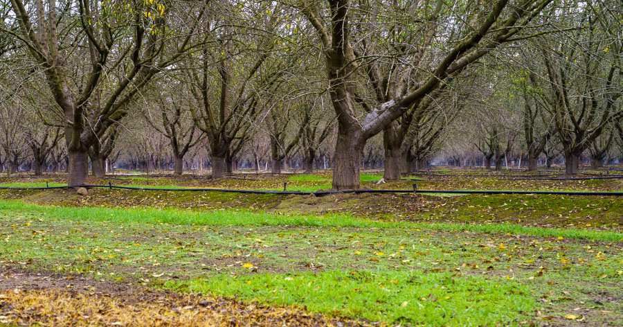 Almond orchard during December in California