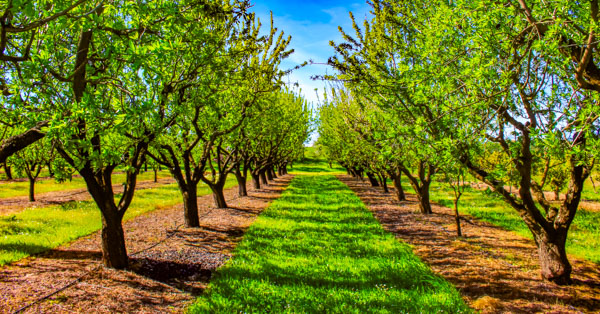 Carbon sequestration by planting cover crops in orchards