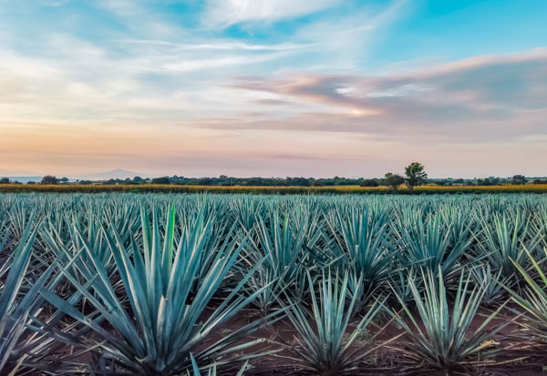 Permanent crop agave management in Mexico