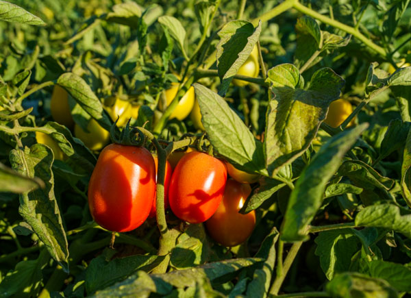 Farm management software Mexico tomato planting