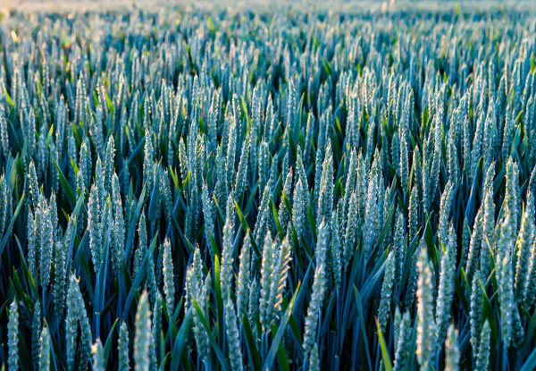 Wheat field management