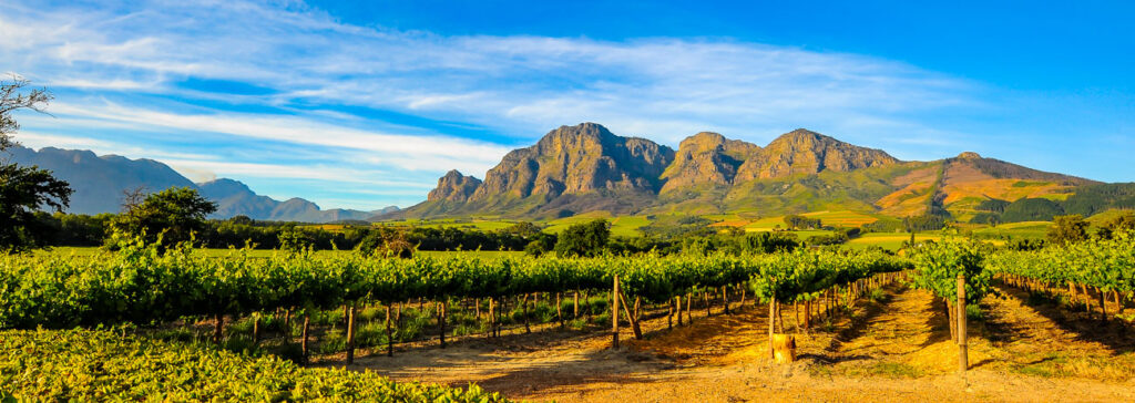 Farm management in South Africa vineyards