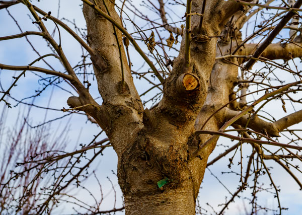 Pruned limbs on almond tree