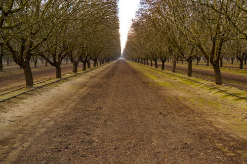 almond orchard floor maintenance