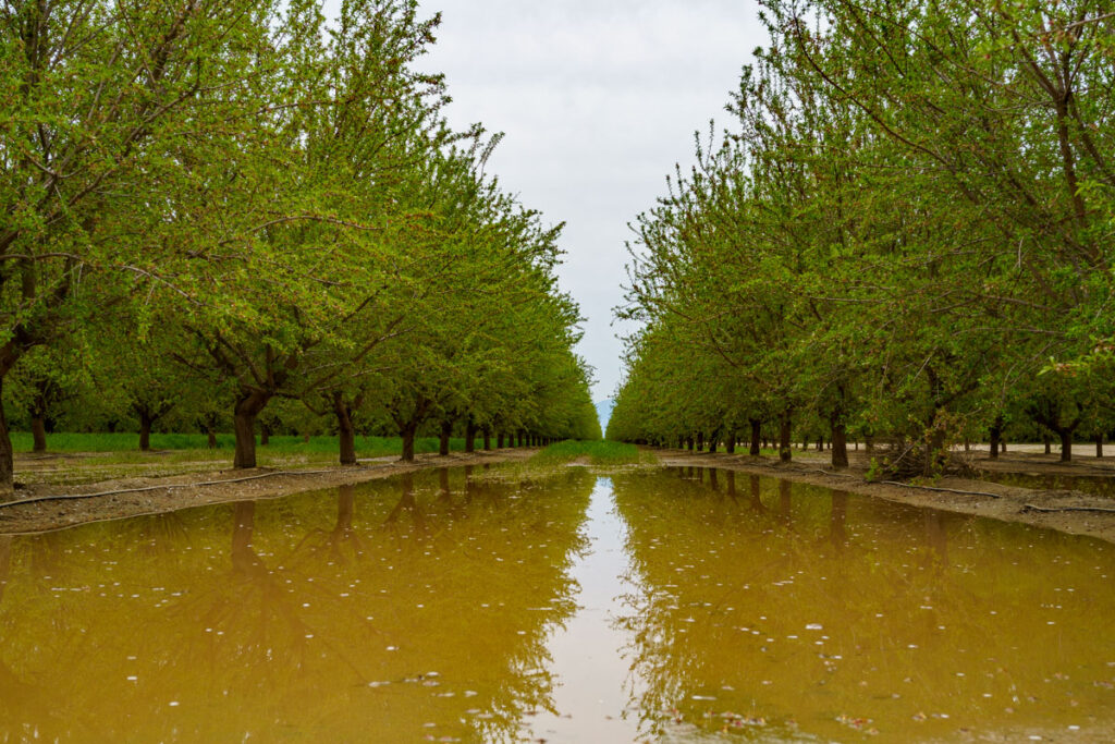 Wet orchard causes lower limb dieback