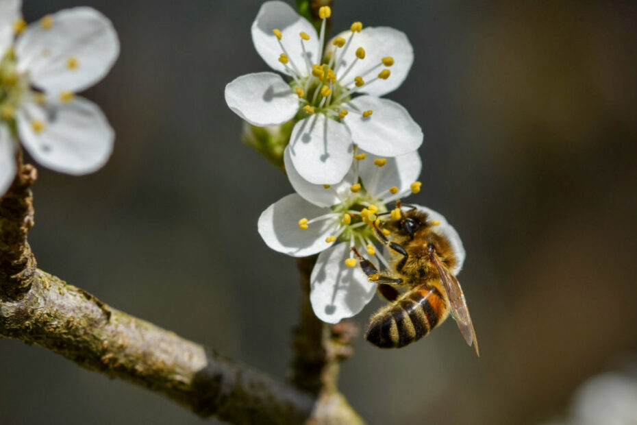 Almond tree pollination