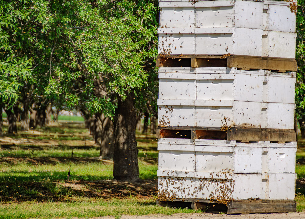 Beehive stack next to the almond orchard