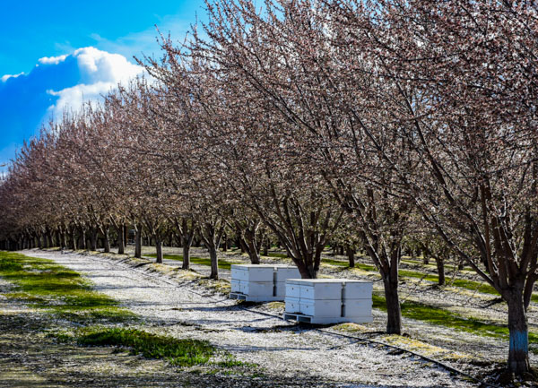 Beehives in almond orchard
