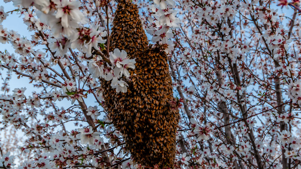 Bee swarming in almond orchard