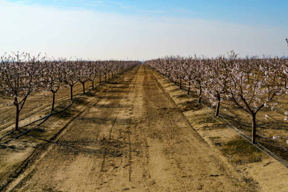 Almond orchard floor management