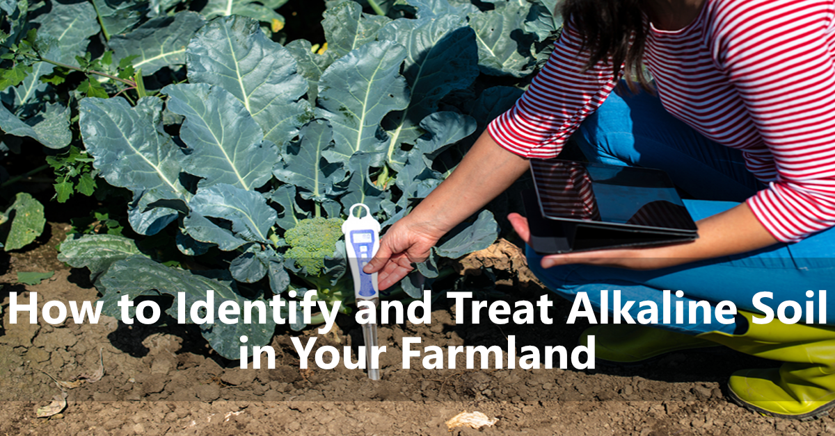 How to Identify and Treat Alkaline Soil in Your Farmland | AgNote