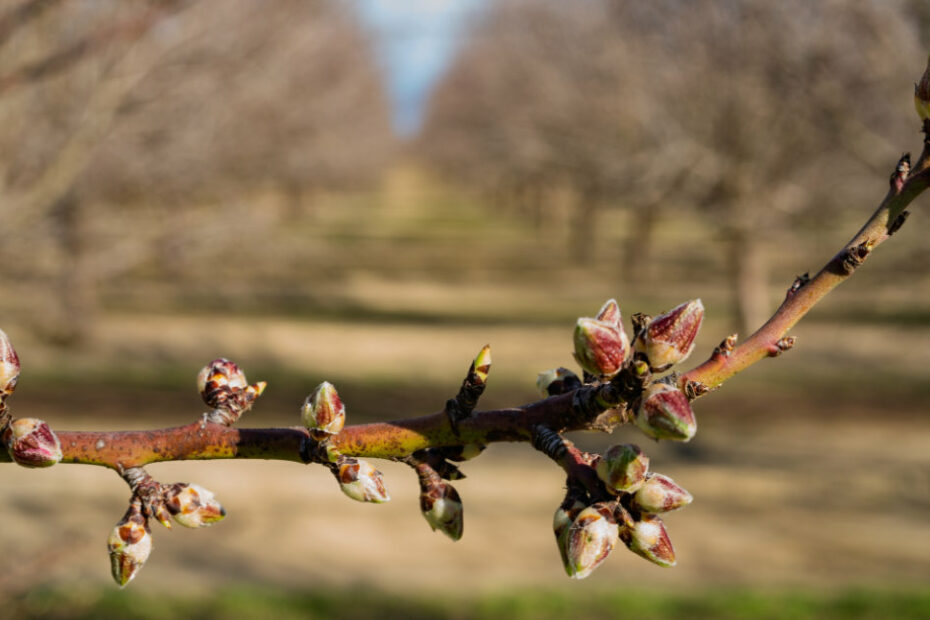 Almon pink bud stage