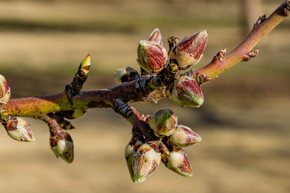 almond pink bud stage